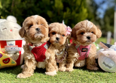 Maltipoo saf ırk mini Kore yavrularımız